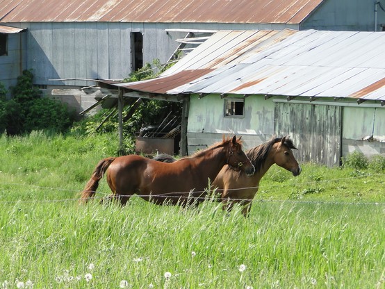 Two horses in a sorta-run down old stables.  Well cared for, good looking horses.