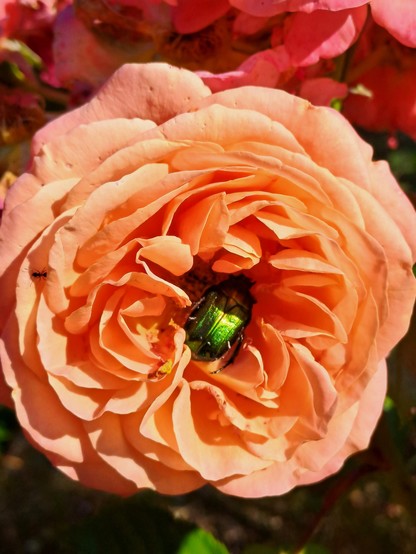 A peach colored rose in full bloom, with a green and gold shiny beetle nestled in the center.