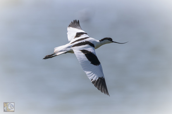 a black and white wading bird in flight