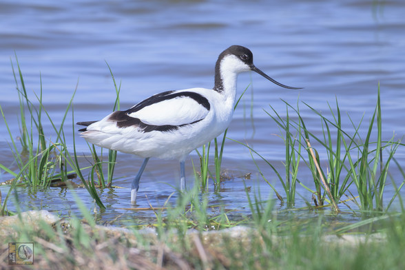 an Avocet wading in the shallows of a marshland lake