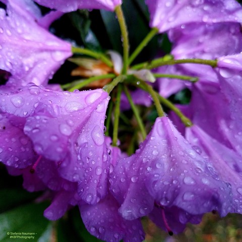 Raindrops on violet rhododendron flowers.