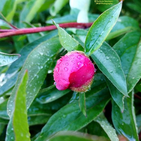 Raindrops on a red peony bud.