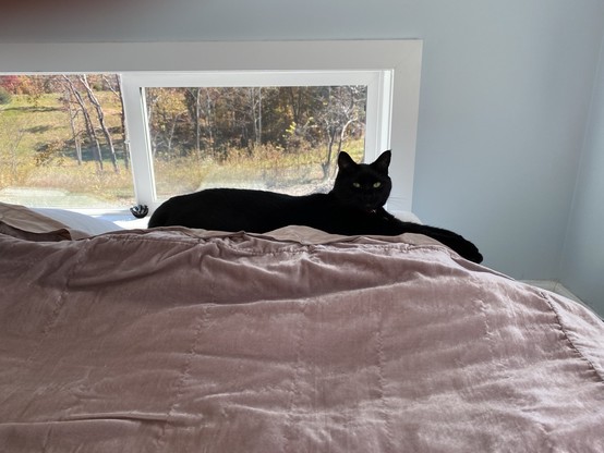 A pretty black cat lying on a pillow with a pink bedspread. 