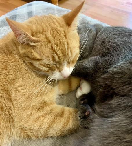 Gray cat Marley has his head tucked under orange tabby Ziggy’s head. 