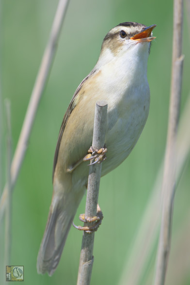 Sedge warblers are sandy brown. They are paler underneath and streaky above, with a dark, streaked cap. They have a distinctive white eyestripe.