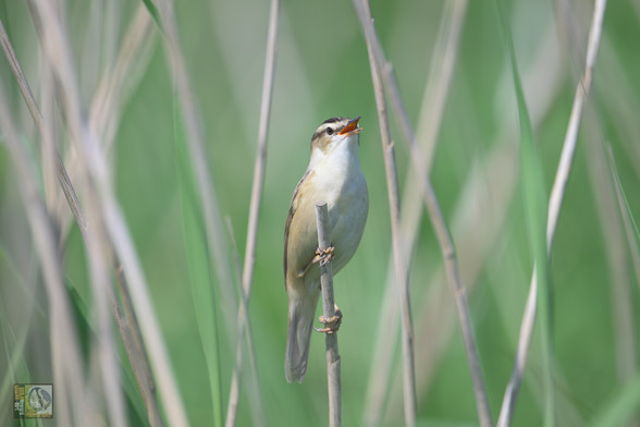 Sedge warblers are sandy brown. They are paler underneath and streaky above, with a dark, streaked cap. They have a distinctive white eyestripe.