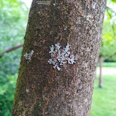Lichen on a tree trunk.
