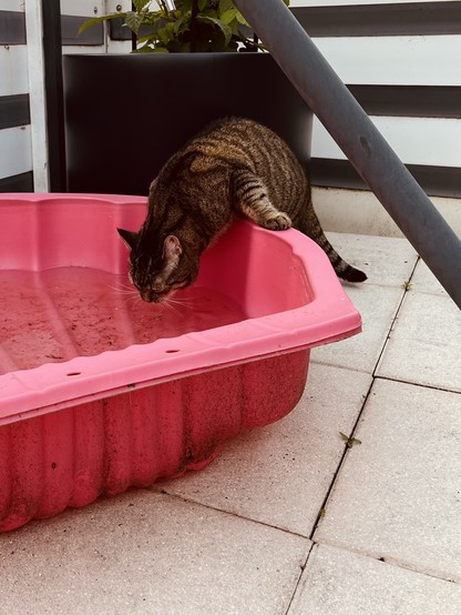 Eine getigerte Katze trinkt im Freien aus einem pinken Plastikplanschbecken, das Wasser sieht etwas dreckig aus. 