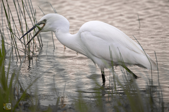 a white heron with a fish in its bill