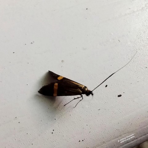 A dark-brown moth with an orange stripe on each wing.