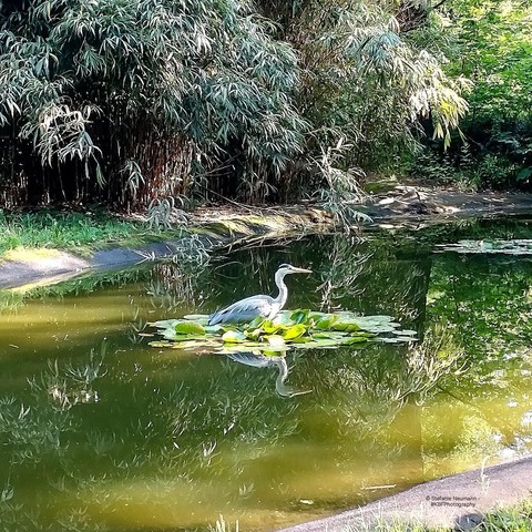A Grey Heron amidst water lilies in the pond.