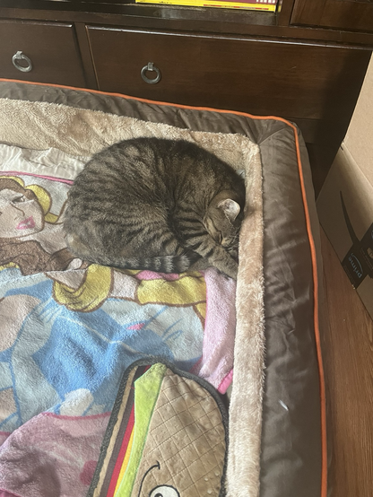 Tabby cat curled up in the corner of a large dog bed with his arm over his nose. A pink princess blanket is on the bed.