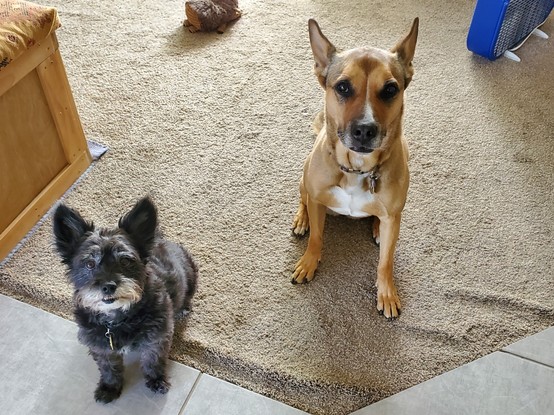 On the left is a lil black dog, on the right is a reddish tannish dog. Both are looking at the camera whilst sitting on a tan carpet.