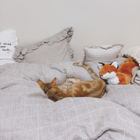 ベッドの上で寝ているベージュとオレンジのしま模様の猫、きつねのぬいぐるみが写っている