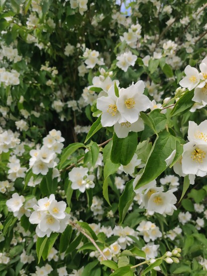 Ein blühender pfeifenstrauch mit ganz vielen weißen Blüten
