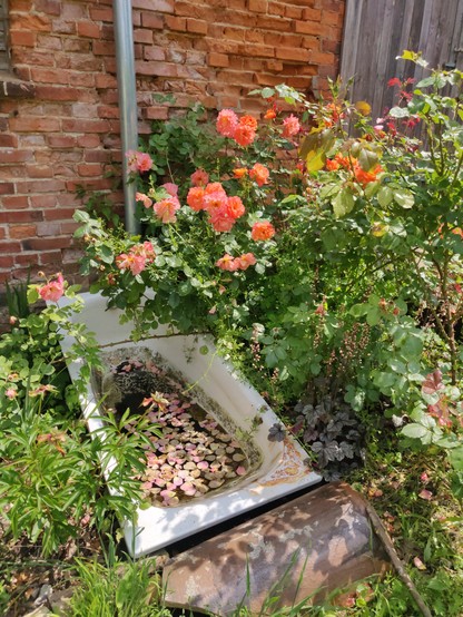 Ein orange blühender Rosenstrauch an einer Scheunenwand, daneben steht eine alte Badewanne, die mit Regenwasser gefüllt ist, auf der Wasseroberfläche schwimmen Rosenblütenblätter
