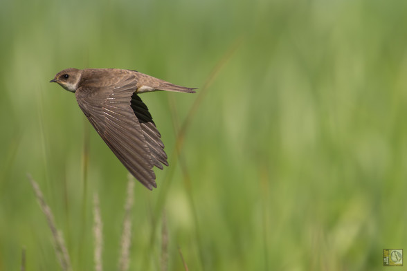 a sand martin flying low across the meadow grass that surrounds a lake