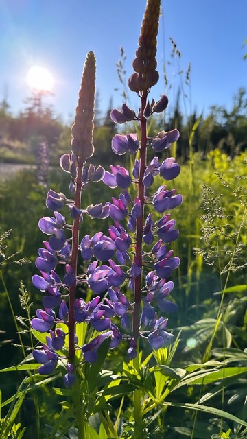 Two spires of lupine on a roadside with the sun setting behind them. Their blossoms are a pleasant purple running along a reddish stem.