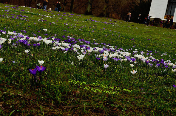 Lila und weiße Krokusse auf einer Wiese aus einer diagonalen Perspektive.
Purple and white crocuses on a lawn seen from a diagonal perspective.