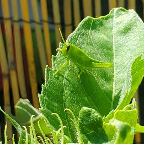 An all green grasshopper perched on a sunflower leaf, lit with bright sun. In the background is a yellowish reed fence. The grasshopper is kinda looking right at the camera.