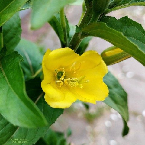 A yellow evening-primrose flower.