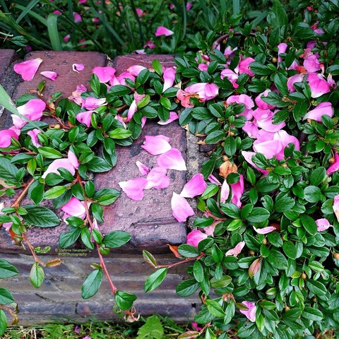 Pink rose petals between green vines overgrowing a red brick wall.