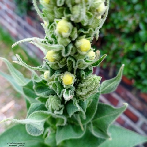 Mullein buds getting ready to open.