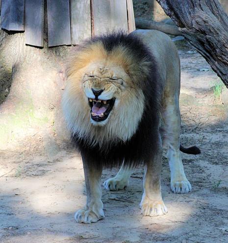 African lion Shaka is standing with his mouth wide open and his eyes scrunched shut.