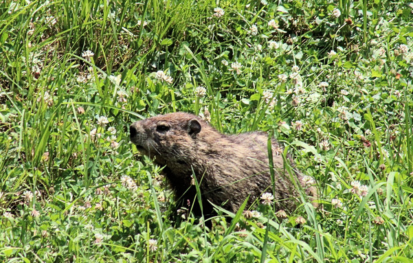 Head and shoulders of large groundhog in the grass.