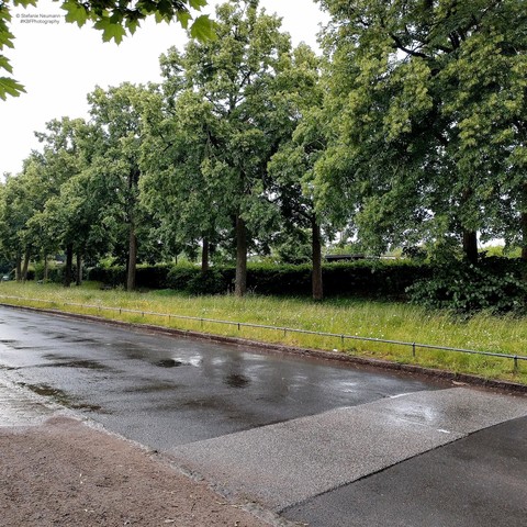 Rainy view over a wet street to a row of trees. Rain is still falling.
