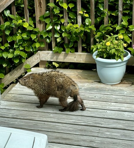 Large mangy looking groundhog on a wooden deck.