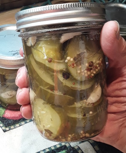 hand holding a pint jar of homemade garlic dill pickles