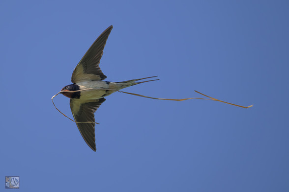 a swallow in flight carrying straw