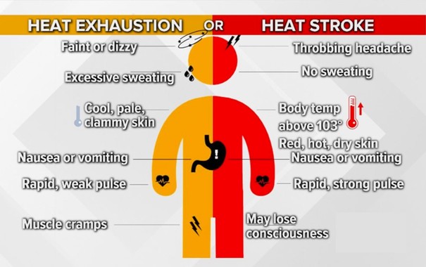 Heat Exhaustion:
faint or dizzy
excessive sweating
cool, pale, clammy skin
nausea or vomiting
Rapid, weak pulse
muscle cramps
Heat Stroke:
throbbing headache
no sweating
body temp above 103
red, hot, dry skin
nausea or vomiting
may lose consciousness