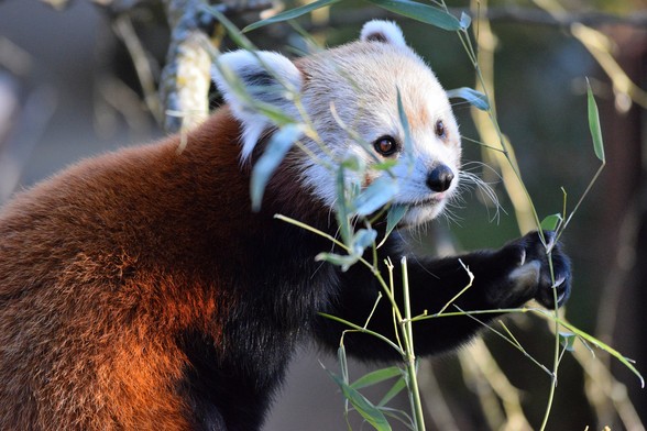 Right side close up of red panda Chris-Anne, sitting on a tree branch holding bamboo in her left paw.