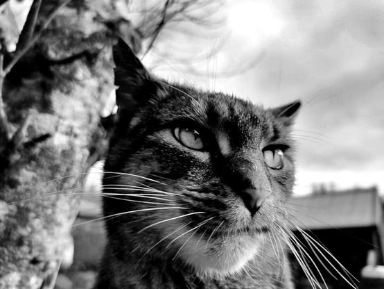 black and white photo of a tabby cat