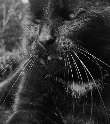 black and white photo of a black cat showing off his whiskers