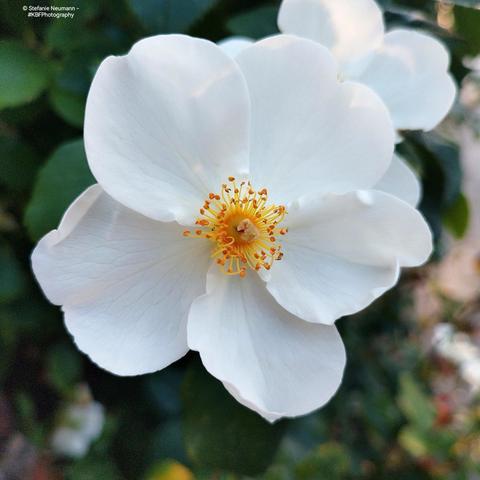 A white, five-petaled rose flower with yellow stamen.