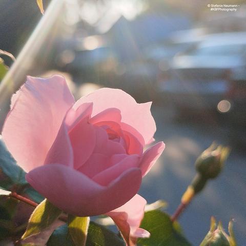 A just opening pink rose flower, backlit by the evening sun.