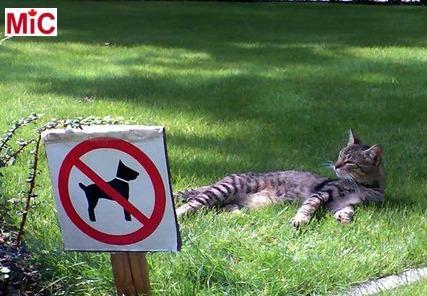 Cat laying on lawn with a no dogs allowed sign