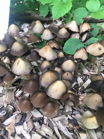 Various mushroom caps