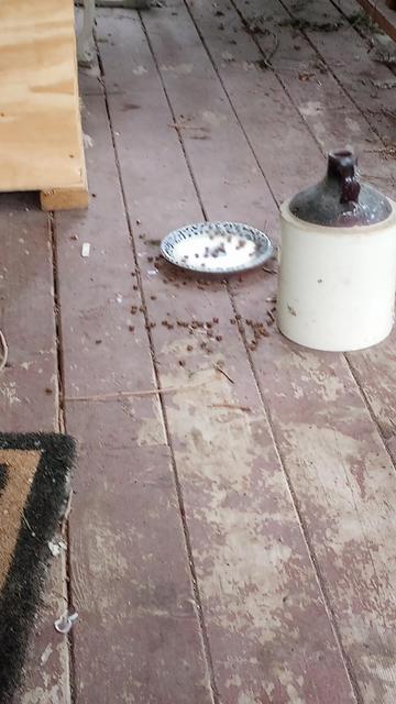 Plate with a few kernels of food. Food scattered about the deck from the little boys sloppy eating.
