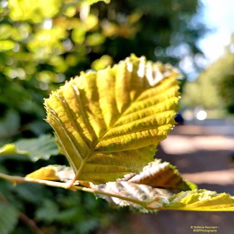 A beech leaf backlit by the sun.