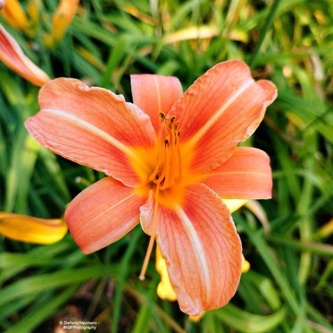 An orange daylily flower.