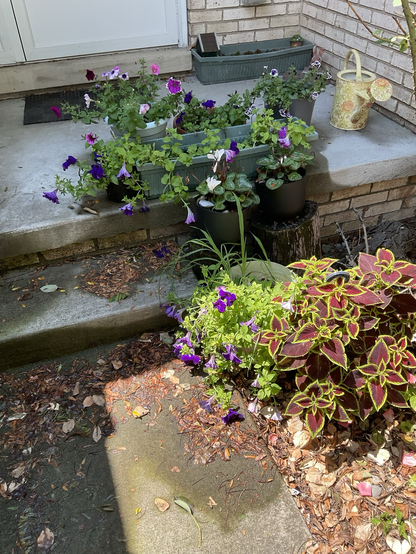 Multiple colorful flowers in pots with a flower printed watering can on a porch.