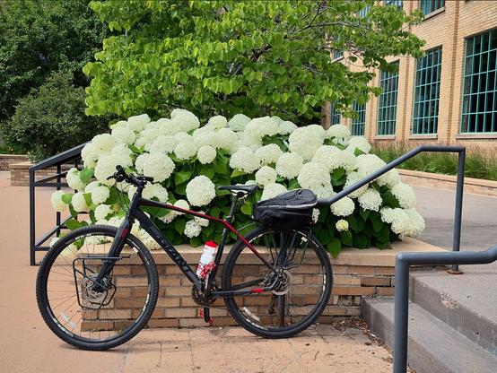 A black bicycle stands in front of a bed of large, white hydrangeas. 