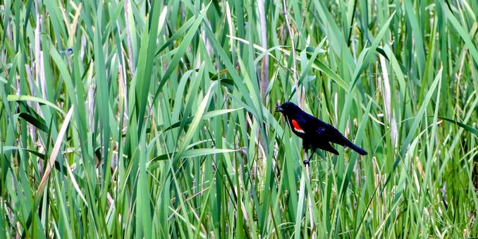 A black bird, with red and yellow shoulder patches, in a stand of reeds.  They're quite agressive and will dive bomb humans if you get too close.