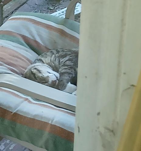 Silver tabby boy curled up asleep on a striped deck chair.