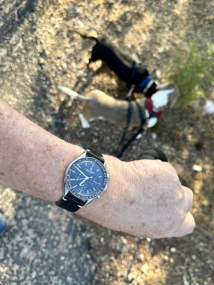 wristwatch selfie, dogs in background