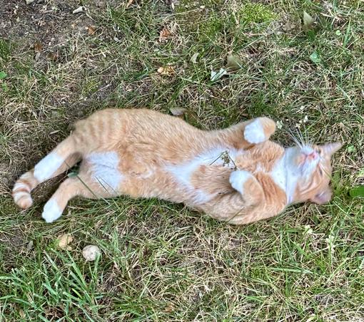 Orange tabby Ziggy is lying on his back in the grass with his paws in a bunny pose looking up at the sky.